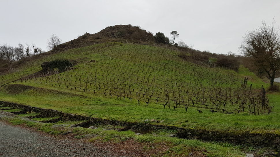 Le coteau des Treilles, replanté en vignes (chenin) par Jo Pithon. La vigne était déjà présente sur ce terroir et fut laissée à l’abandon après la dernière guerre mondiale en raison de la forte pente difficile à travailler.