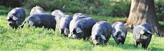 Porcs noirs de Bigorre