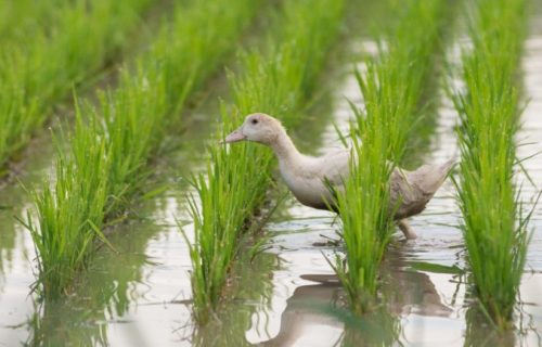 Le Canard des rizières associe la riziculture agrobiologique et la gastronomie du canard
