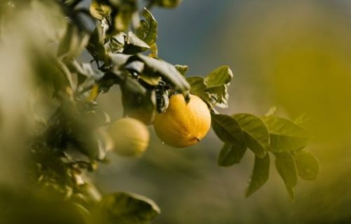 La bergamote, une matière emblématique de la maison Guerlain