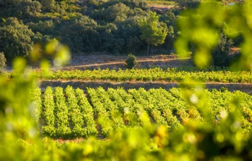 Les 15 ans de l’AOC Languedoc, première région vinicole bio de France