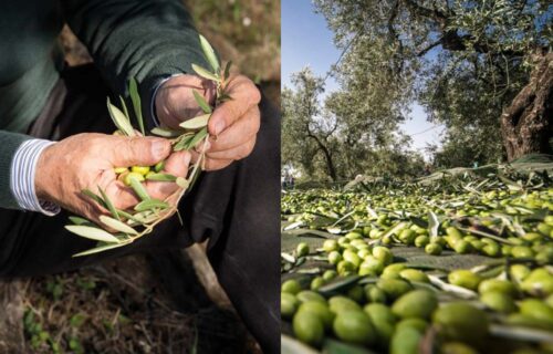 Quatre IGP Olio di Puglia : Pantaleo, Guglielmi, Le 4 Contrade, De Carlo (Gambero Rosso)